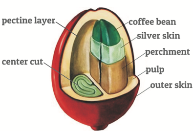 Unveiling Flavor: A Guide to Coffee Processing Methods