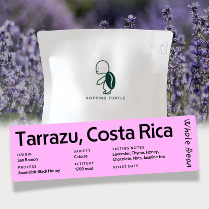 VacBrew Cold Brew Coffee Maker VC30000 FosaHome